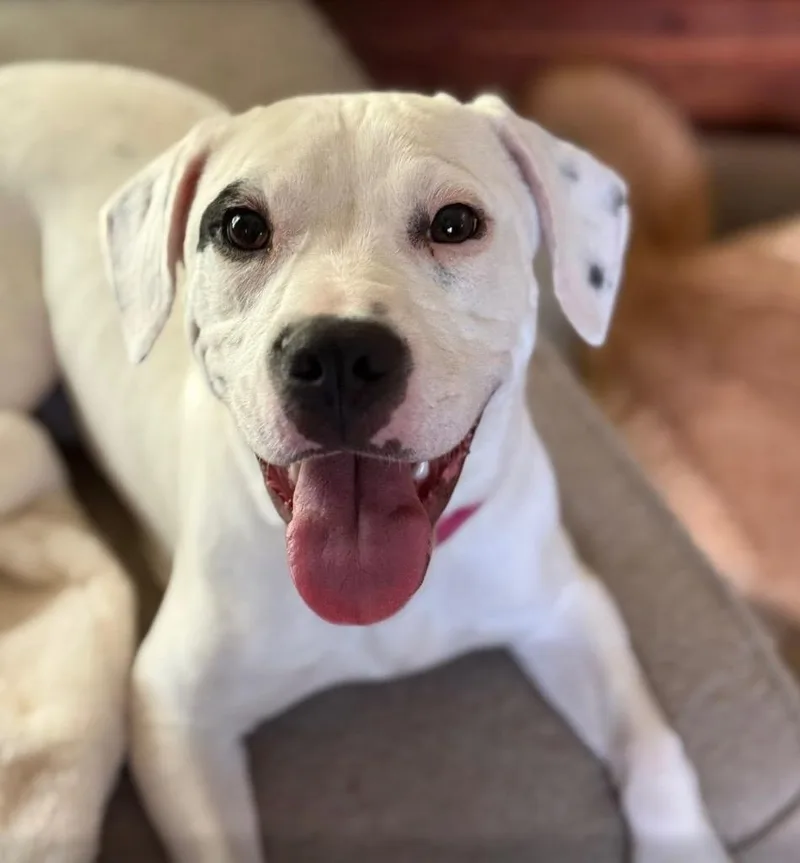 Pressley thumbnail 5