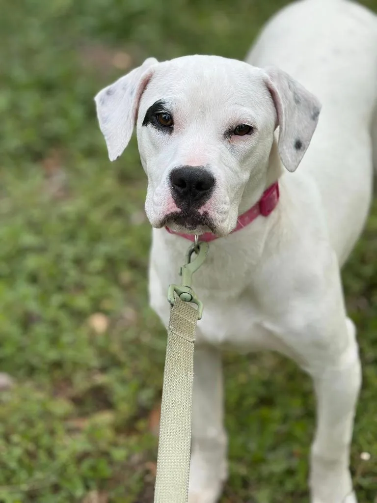 Pressley thumbnail 6