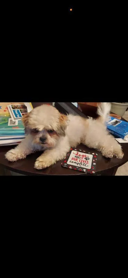 A young small-sized female Shih Tzu dog named Lyric for adoption in Oak Creek, WI