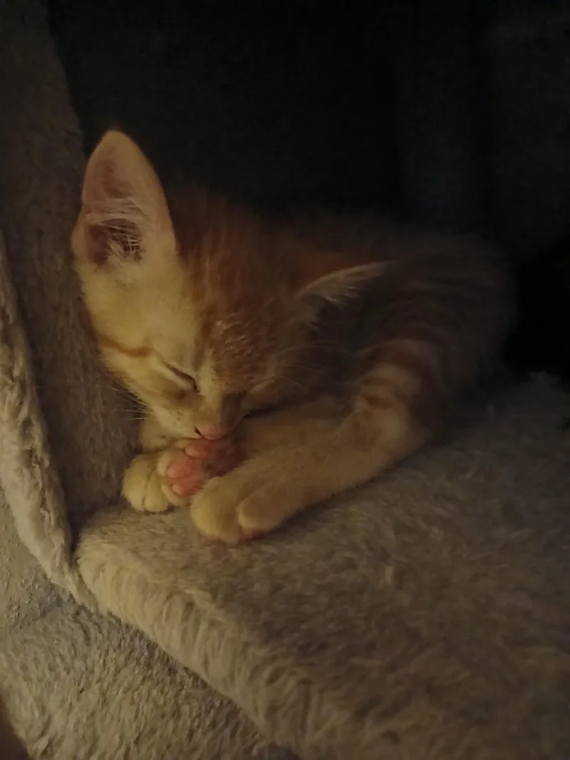 Cheddar
