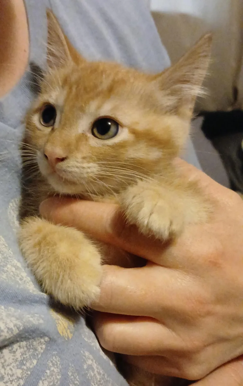Cheddar thumbnail 2