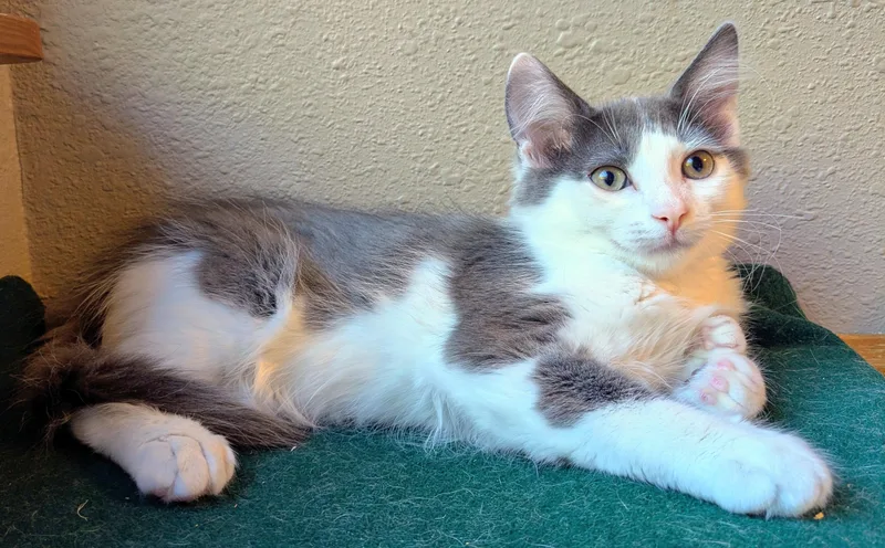 A baby medium-sized male Gray & White Tuxedo cat named Merlot for adoption in Springfield, OR
