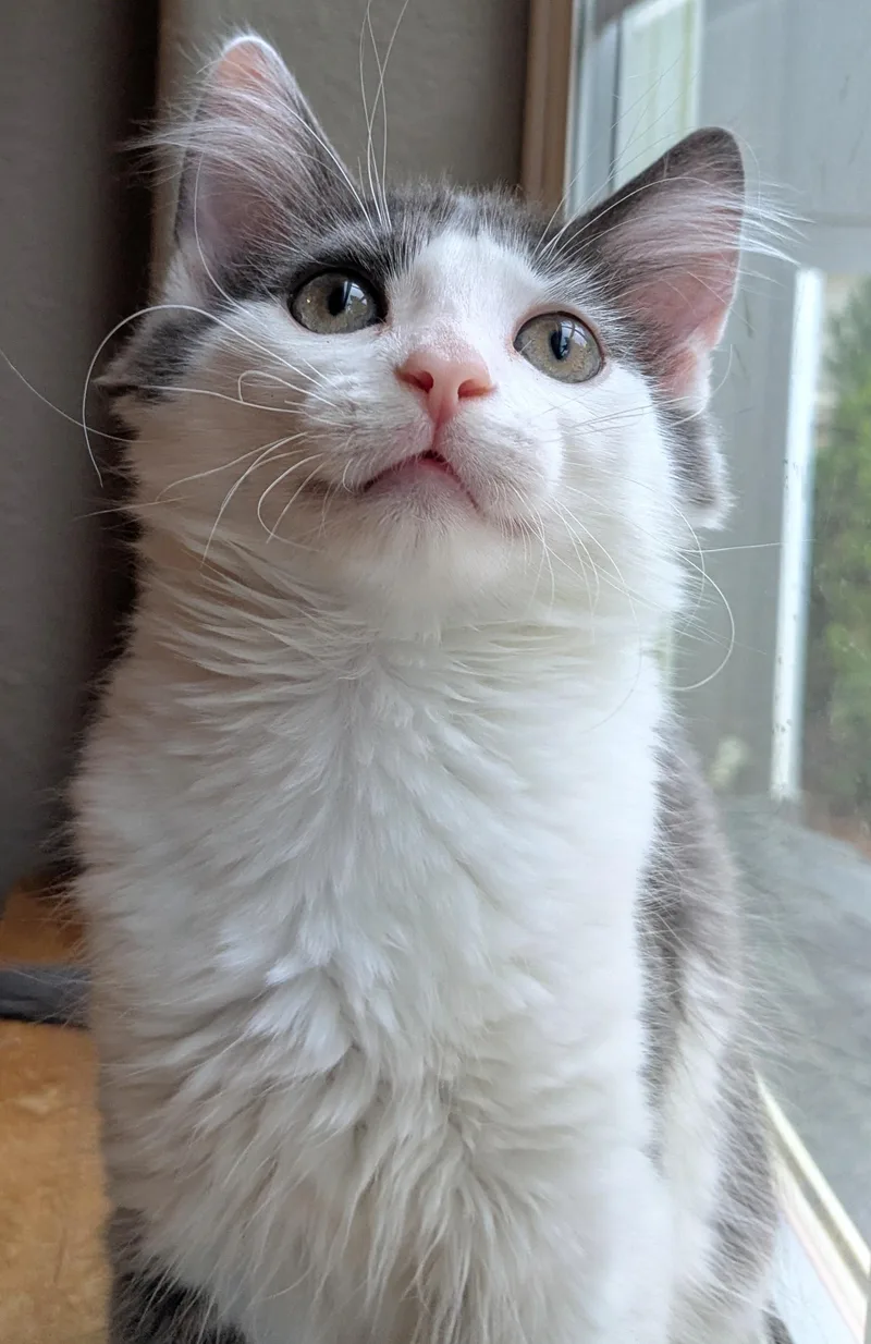 Merlot thumbnail 2