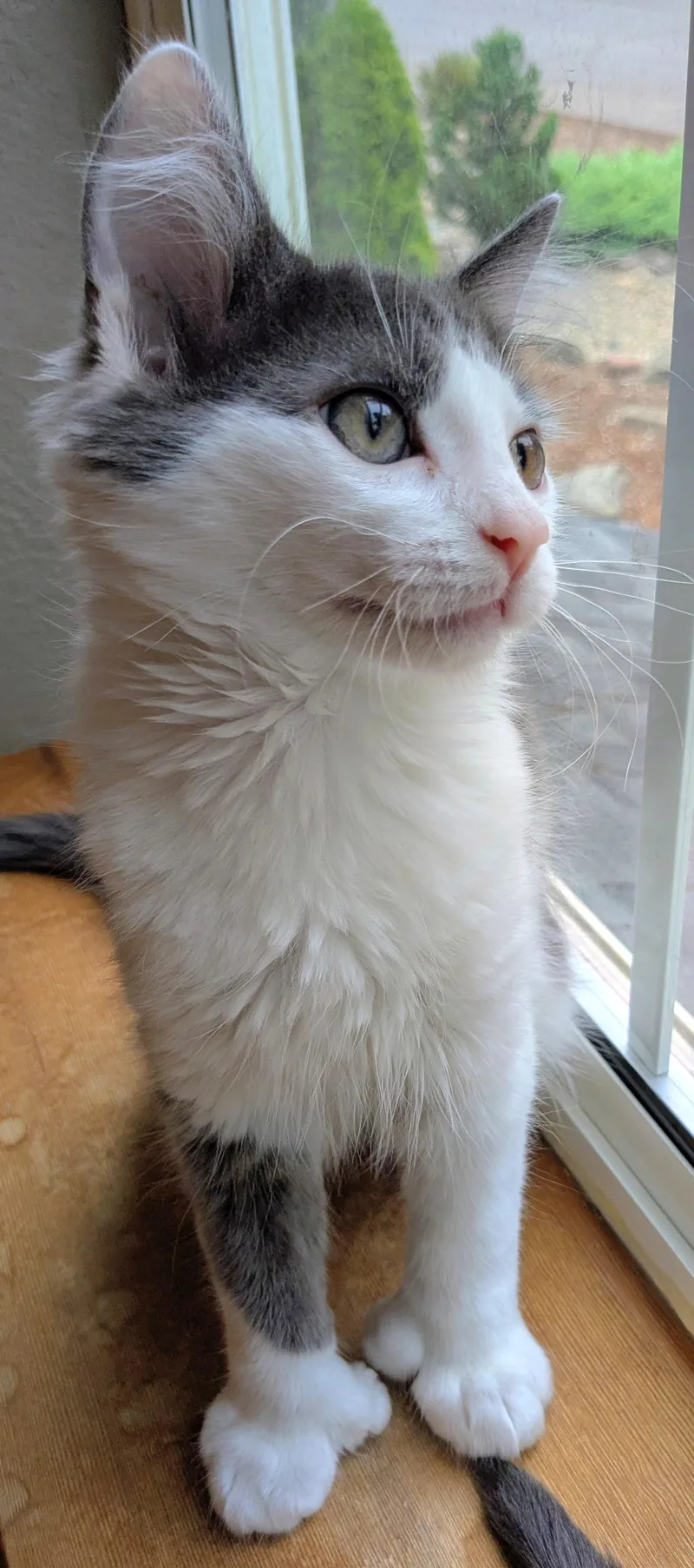 Merlot thumbnail 3
