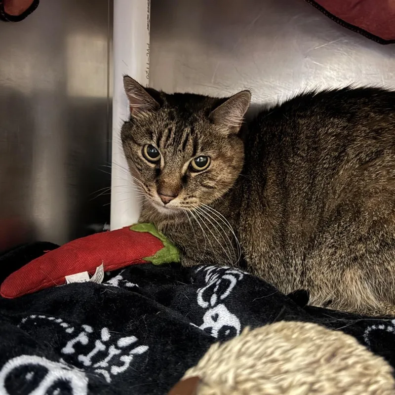 A senior medium-sized female Domestic Short Hair cat named Peanut for adoption in Murray, UT