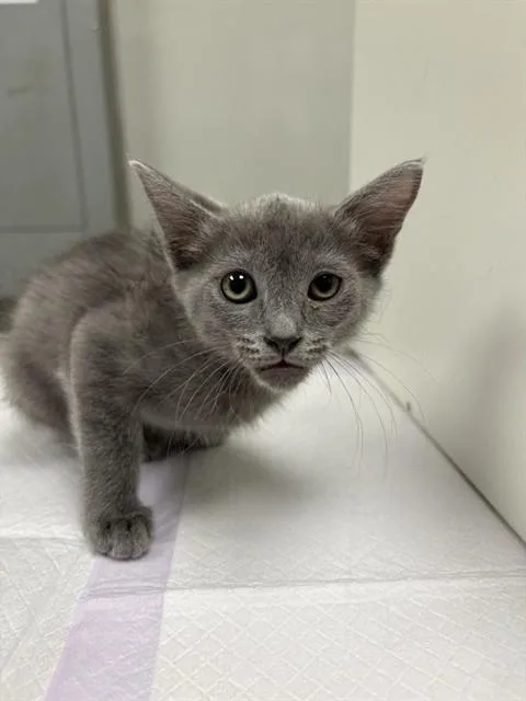 A baby small-sized female Domestic Short Hair cat named Lumine for adoption in Ontario, CA
