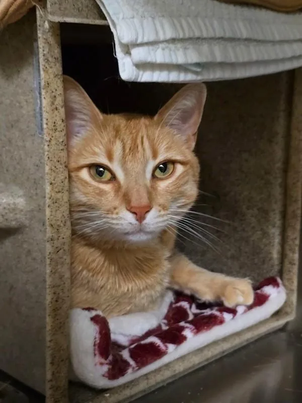 An adult large-sized male Domestic Short Hair cat named Bijou for adoption in Vancouver, WA