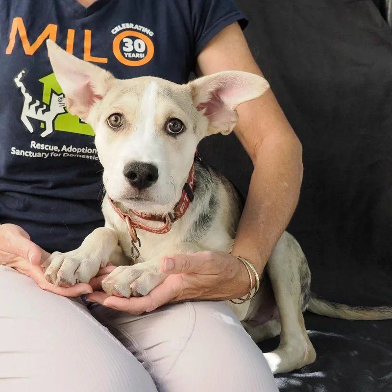 A baby medium-sized male Yellow / Tan / Blond / Fawn Shepherd dog named Irwin for adoption in Point Richmond, CA