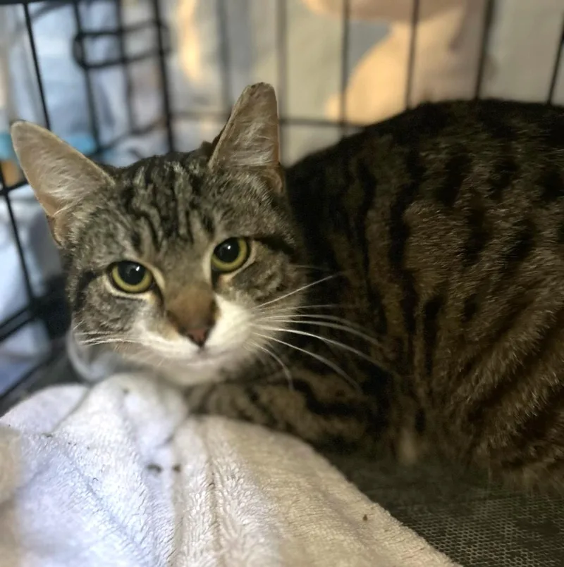 A young large-sized female Tabby (Brown / Chocolate) Tabby cat named Athena for adoption in New Albany, OH