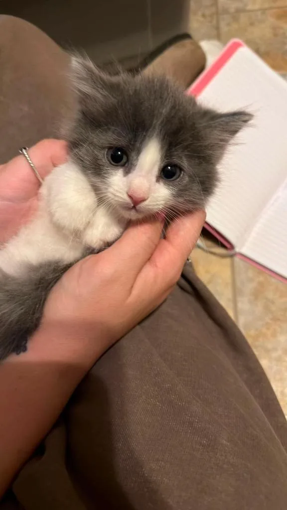 A baby large-sized male Domestic Short Hair cat named Meri for adoption in Parsons, WV