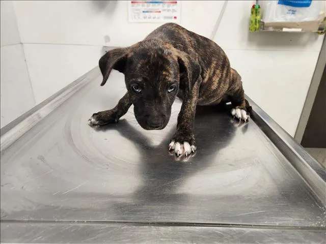 A baby small-sized female Staffordshire Bull Terrier dog named Lavender for adoption in Los Angeles, CA