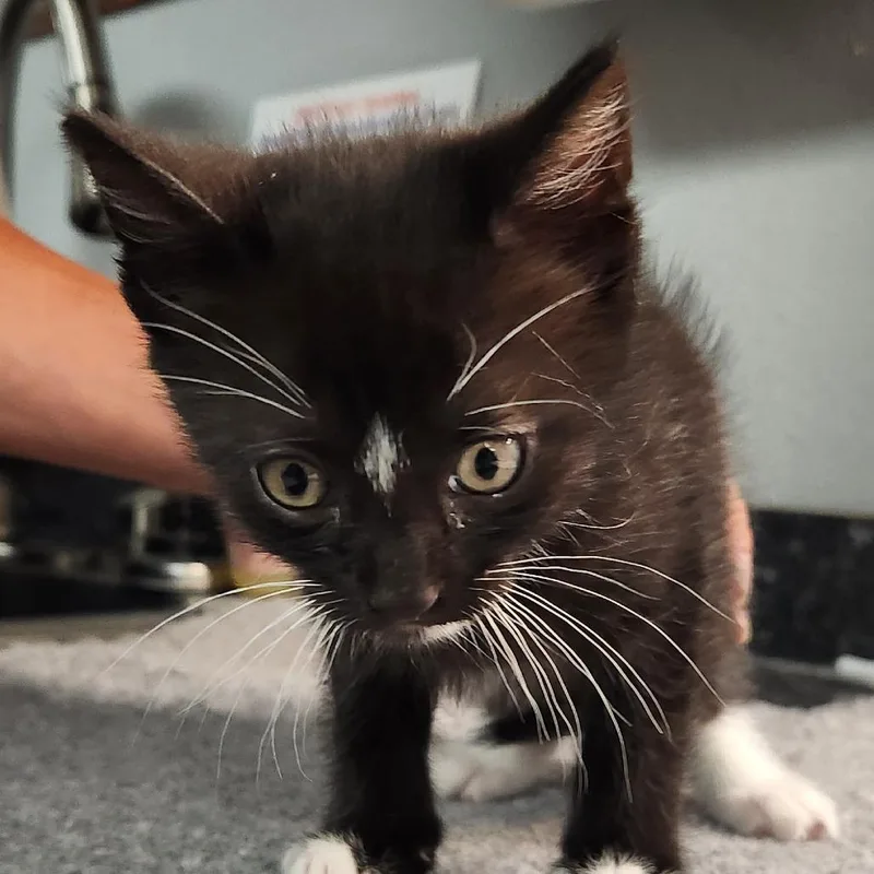 A baby small-sized male Black Domestic Short Hair cat named ScoobyDoo for adoption in Brighton, MO