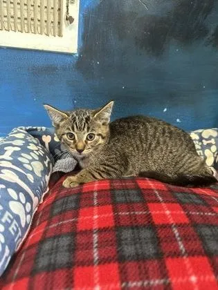 A baby small-sized female Brown / Chocolate Domestic Short Hair cat named Drumstick for adoption in Harbor Springs, MI