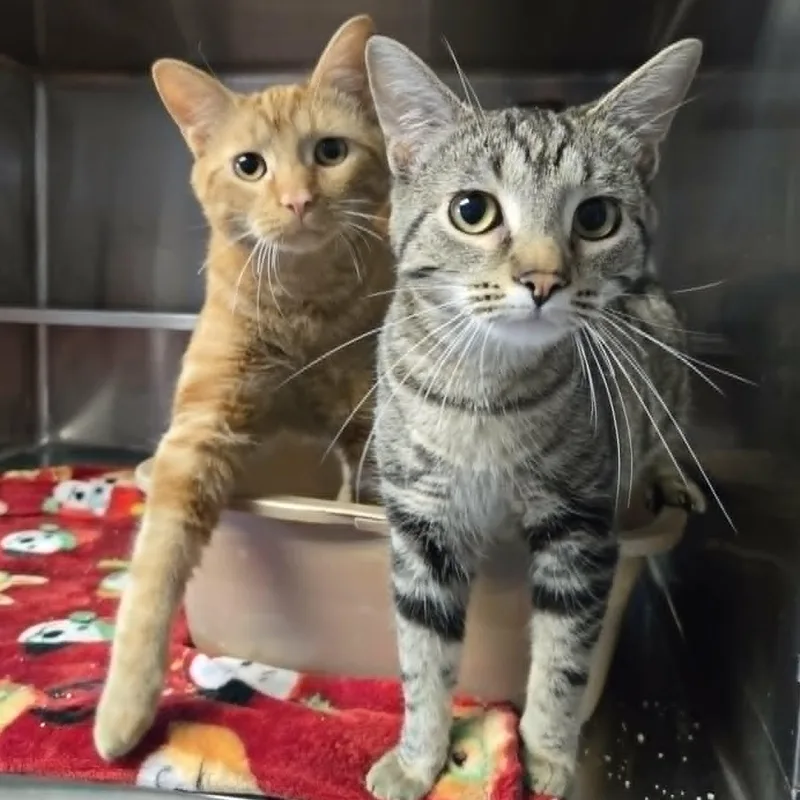 A baby medium-sized male Tabby (Orange / Red) Domestic Short Hair cat named Margherita And Queso for adoption in Watertown, WI