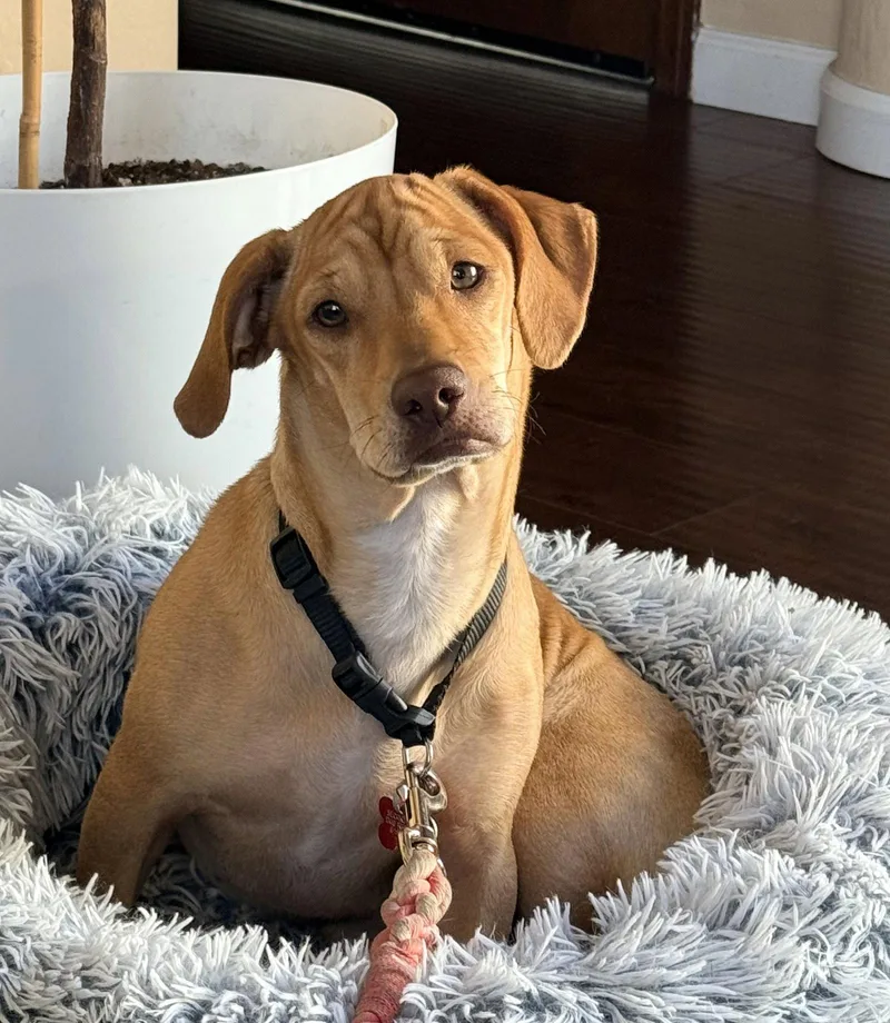 An adult medium-sized female Basset Hound dog named Lottie for adoption in San Diego, CA