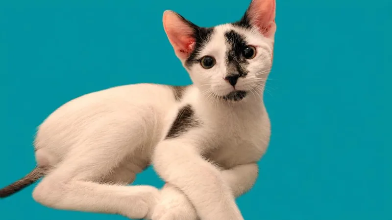 A baby small-sized male Black & White / Tuxedo Domestic Short Hair cat named Remy for adoption in Saint Augustine, FL