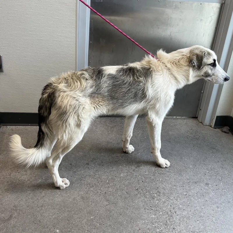 An adult large-sized male White / Cream Mixed Breed dog named 112140 for adoption in Las Cruces, NM