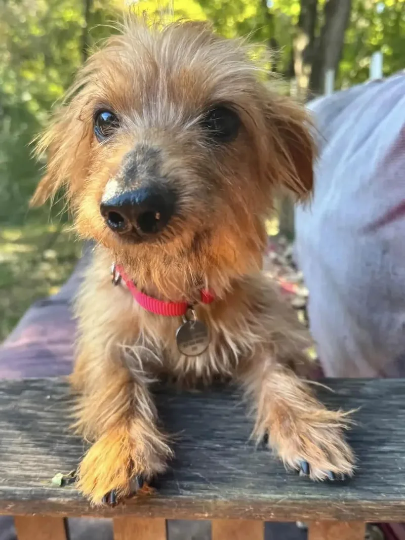 An adult small-sized male Yorkshire Terrier dog named Sherman for adoption in St. Paul, MN