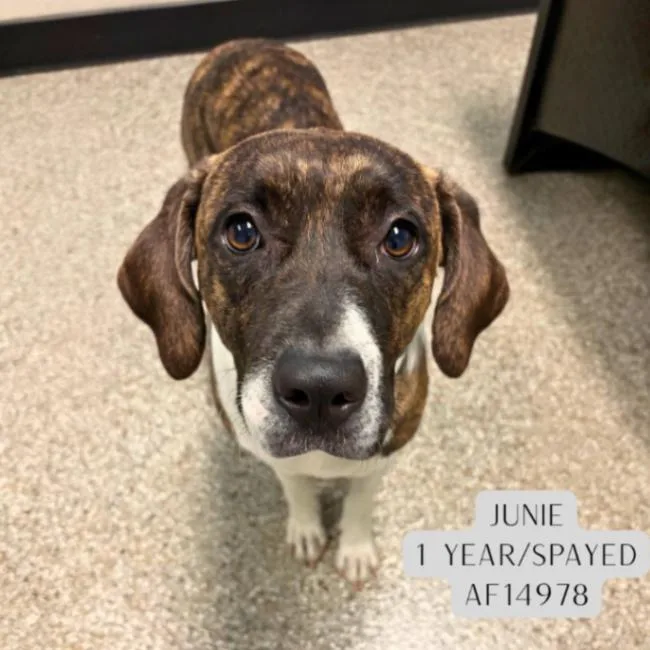 An adult medium-sized female Brindle Pit Bull Terrier dog named Junie for adoption in Supply, NC