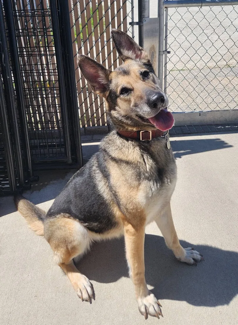 An adult large-sized female Bicolor German Shepherd Dog dog named Luna for adoption in La Salle, IL