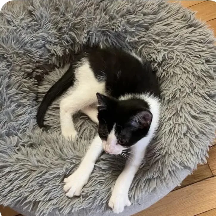 A baby medium-sized male Black & White / Tuxedo Tuxedo cat named Lestat for adoption in Reeseville, WI