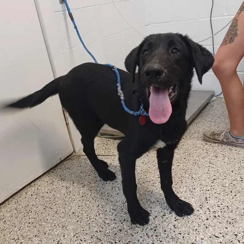 A young medium-sized female Black Labrador Retriever dog named Arizona for adoption in Hattiesburg, MS