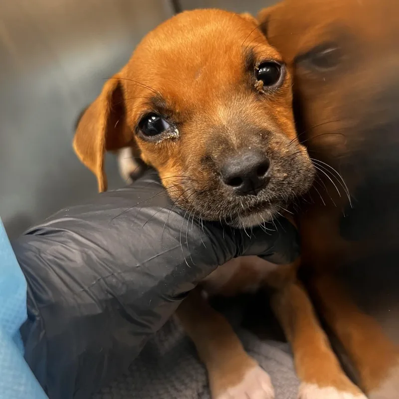 A baby small-sized female Red / Chestnut / Orange Terrier dog named Tiny Tracy for adoption in Corpus Christi, TX