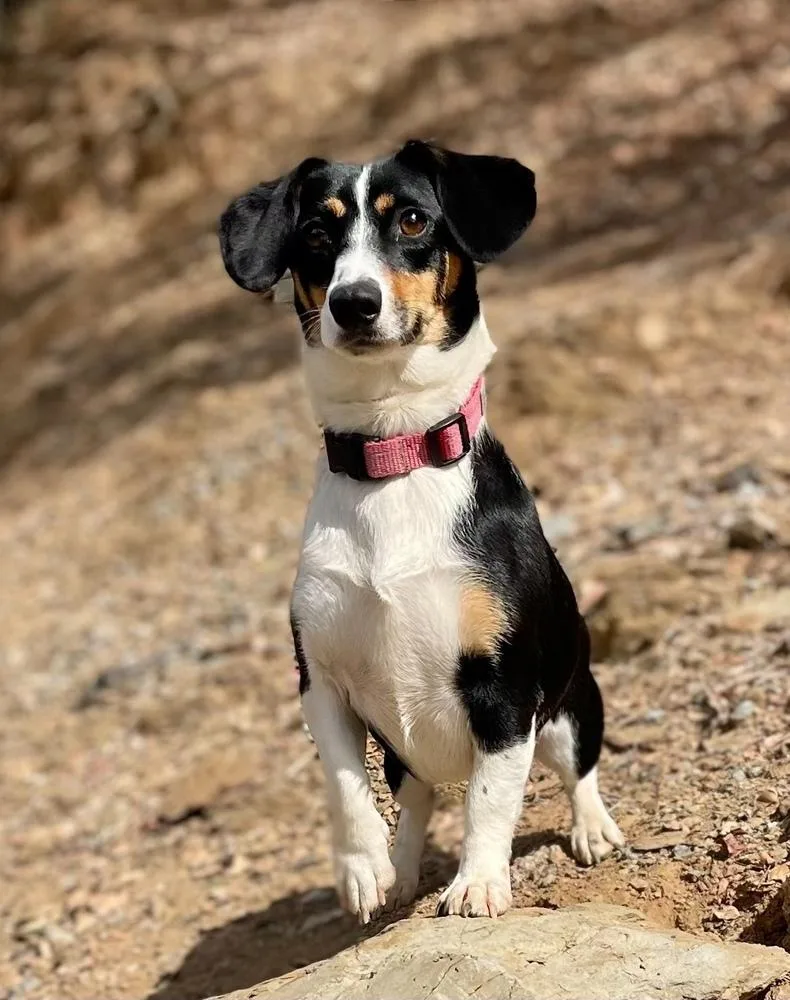 A young small-sized female Tricolor (Brown, Black, & White) Dachshund dog named Annie for adoption in Jamestown, CA