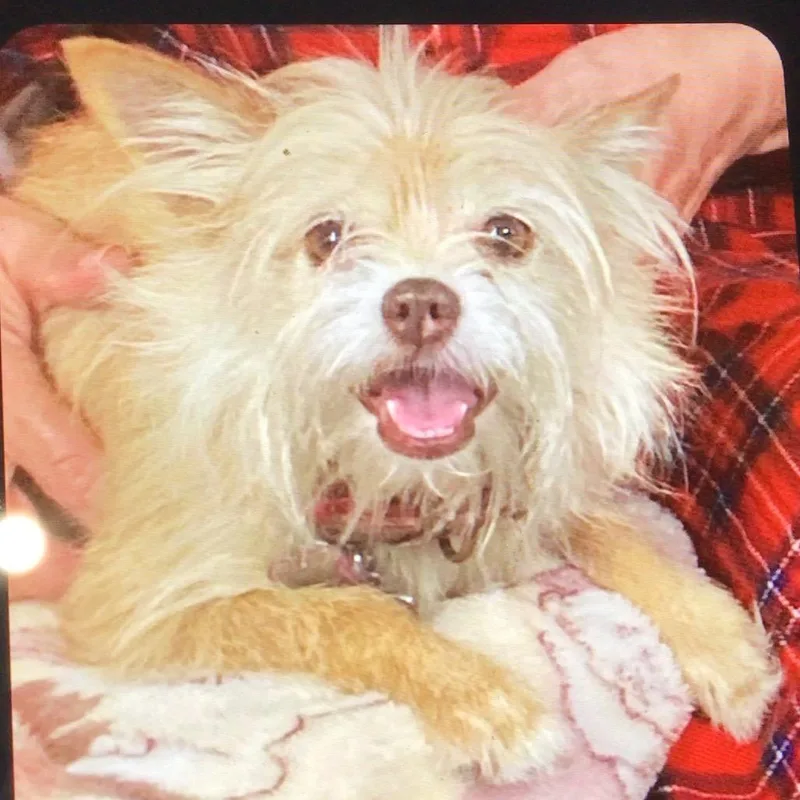 An adult small-sized male Yellow / Tan / Blond / Fawn Fox Terrier dog named Nutty Muppet aka TuT for adoption in New Orleans, LA