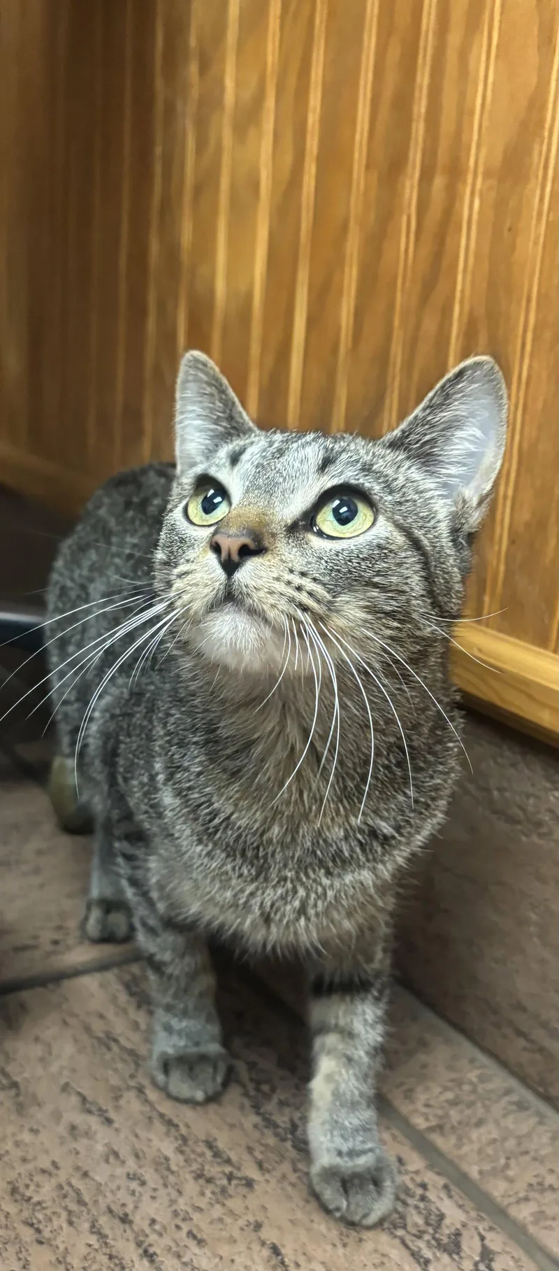 A baby medium-sized female Domestic Short Hair cat named Kit for adoption in Cincinnati, OH