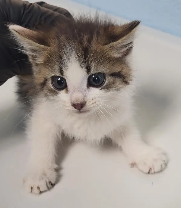 A baby small-sized female Domestic Short Hair cat named Kc for adoption in Lawrenceville, GA