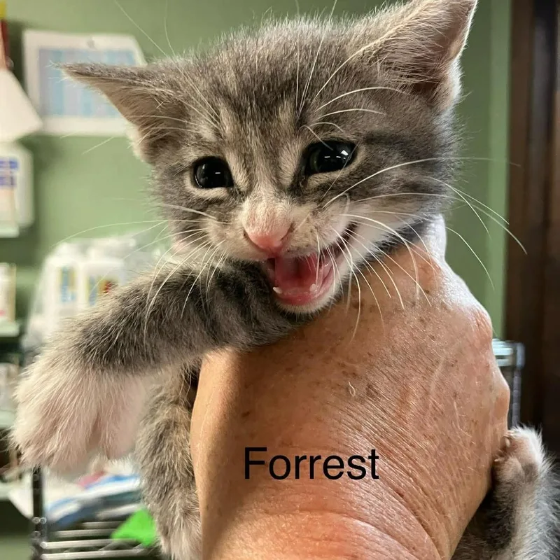 A baby small-sized male Lilac Point Domestic Short Hair cat named Forest for adoption in Madill, OK