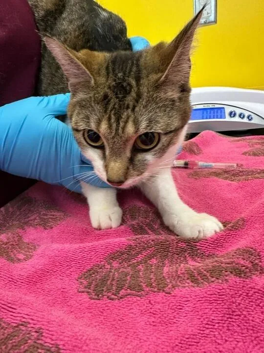 A young small-sized female White Domestic Short Hair cat named Cleo for adoption in Raleigh, NC