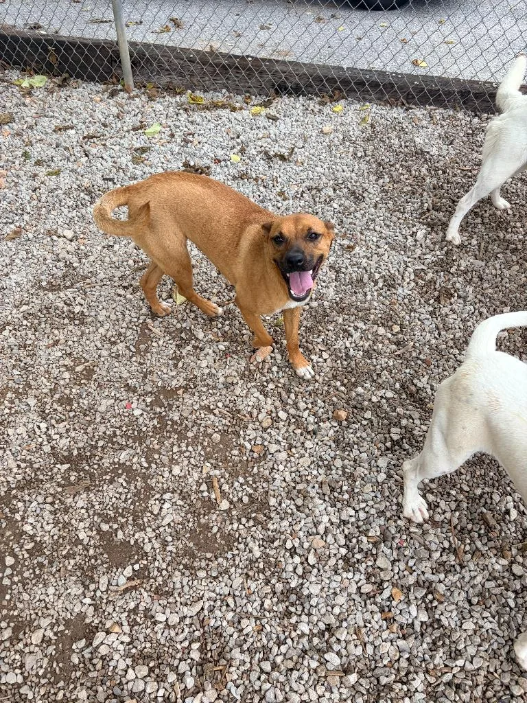 Nala