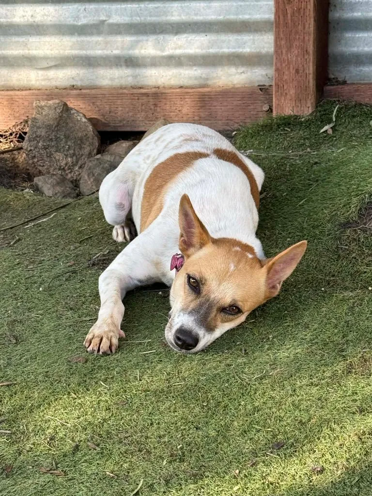 A young medium-sized female Shiba Inu dog named Marionette for adoption in San Diego, CA