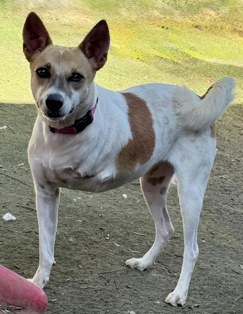 Marionette thumbnail 2