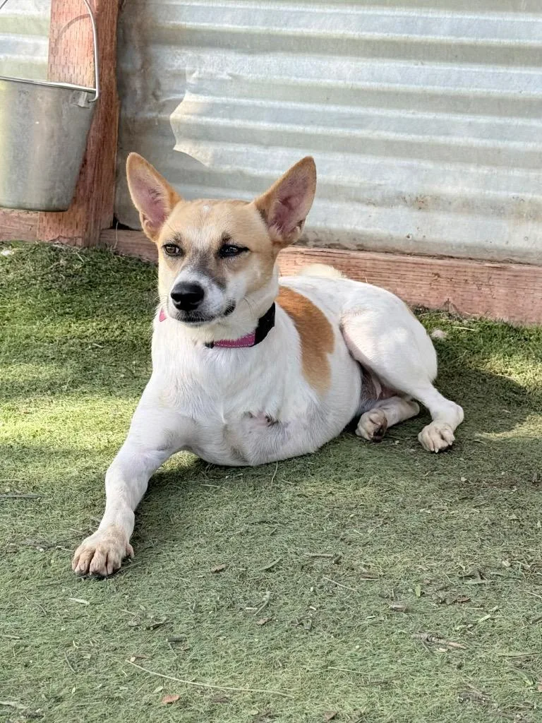 Marionette thumbnail 3