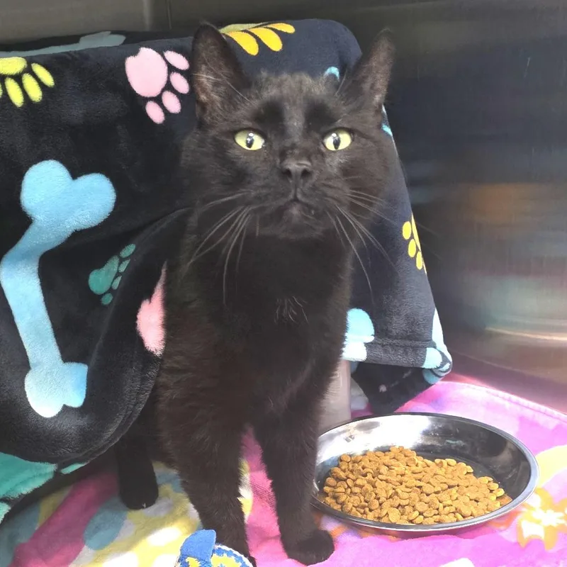 An adult medium-sized female Black Domestic Short Hair cat named Tweetie Bird for adoption in Fort Wayne, IN