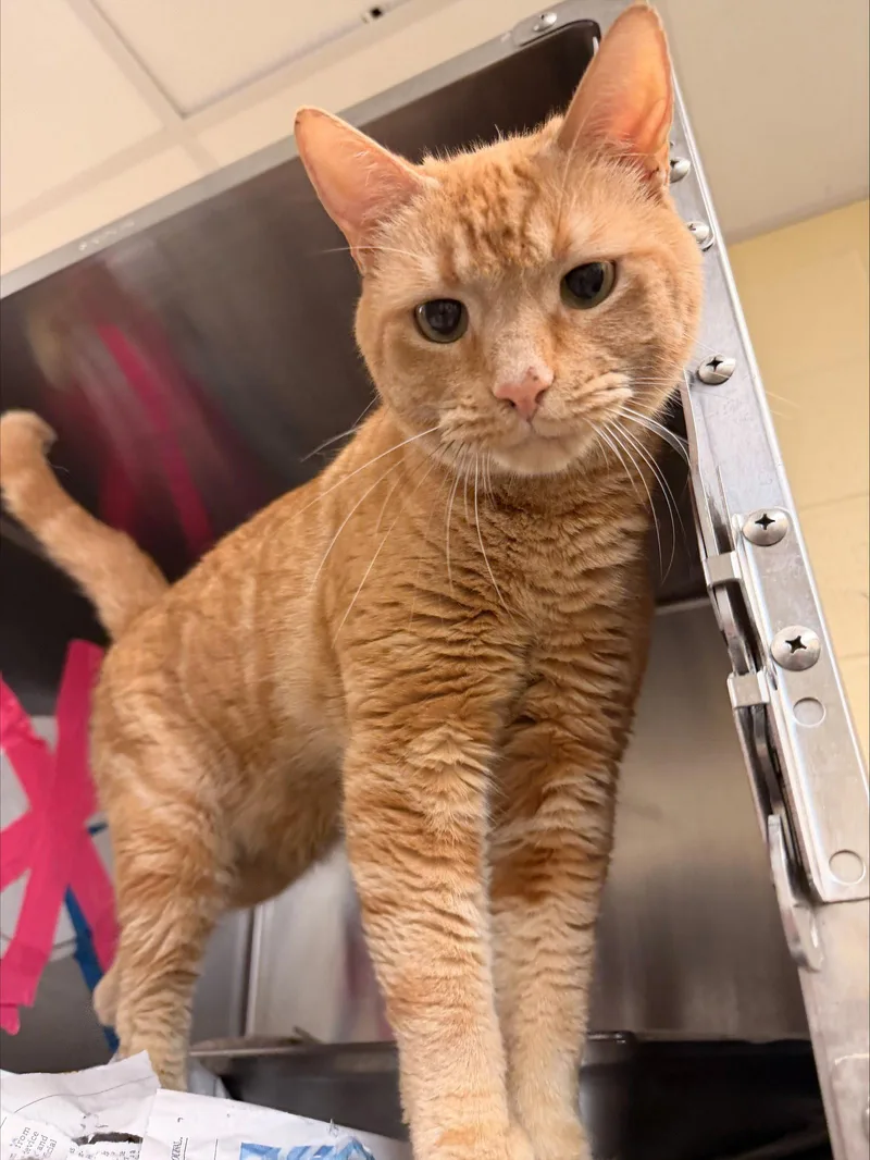 An adult medium-sized male Orange & White Domestic Short Hair cat named Kenny for adoption in Herndon, VA