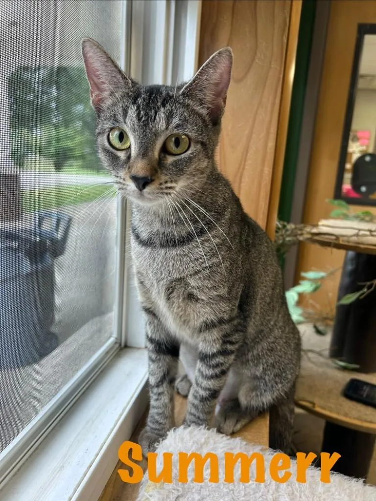 A young small-sized female Domestic Short Hair cat named Summerr for adoption in West Union, OH