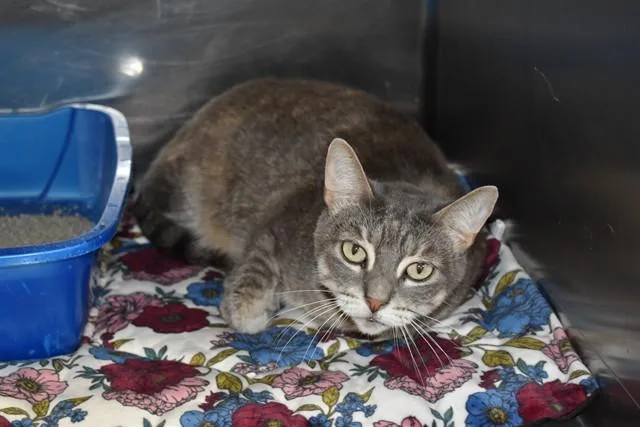 A young medium-sized female Domestic Short Hair cat named Jo Jo for adoption in Sarasota, FL