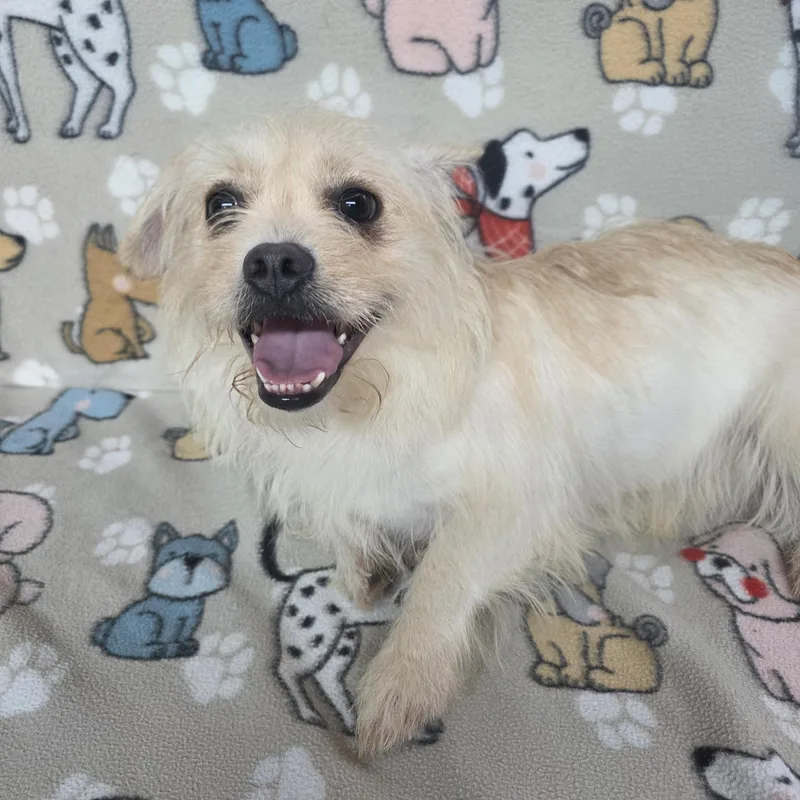 An adult small-sized female White / Cream French Bulldog dog named Sophia for adoption in Dallas, GA
