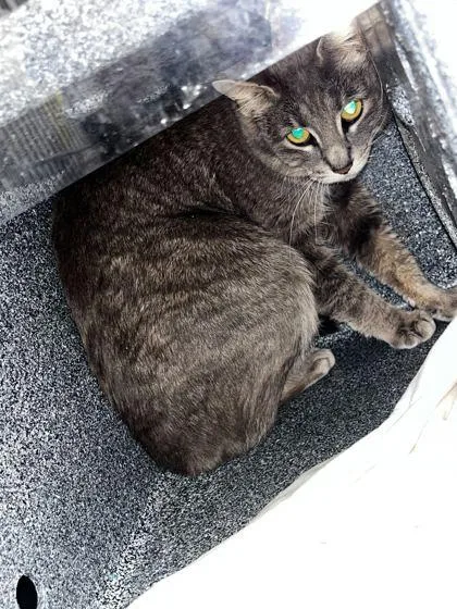 An adult large-sized female Domestic Short Hair cat named Zen for adoption in Sevierville, TN