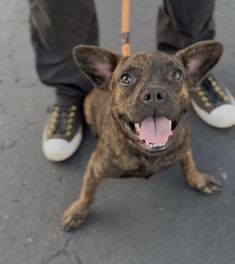 A young medium-sized female French Bulldog dog named Darla for adoption in ventura, CA