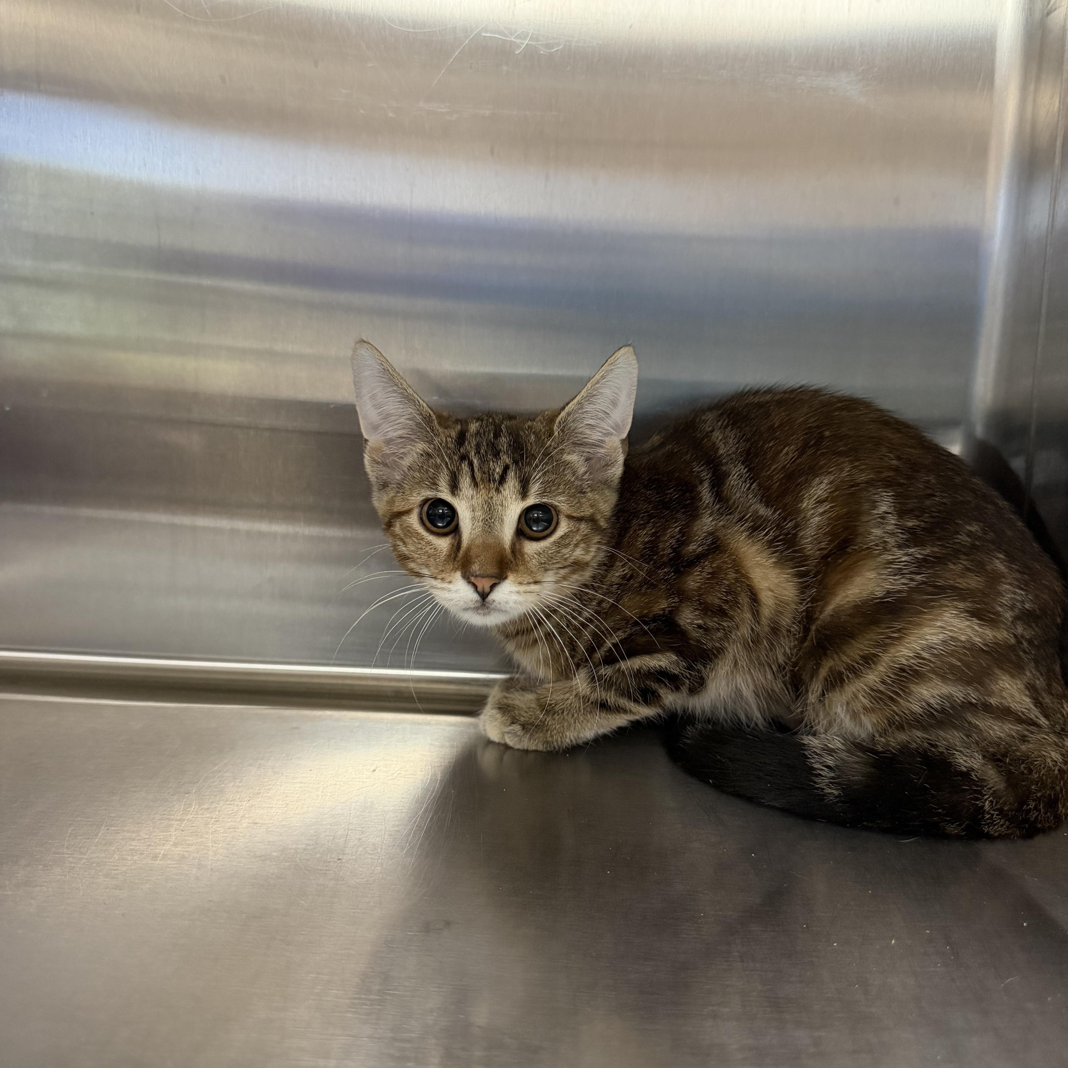 A young medium-sized female Domestic Short Hair cat named Cheezit for adoption in Collierville, TN