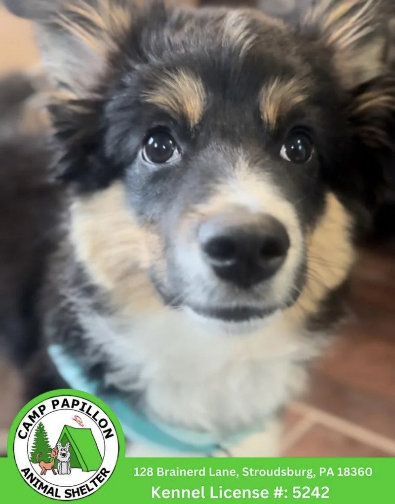 A young medium-sized male Australian Shepherd dog named Benny for adoption in Stroudsburg, PA