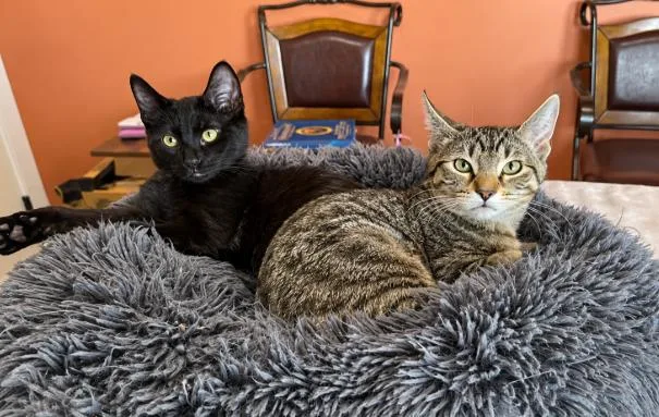 A baby small-sized male Domestic Short Hair cat named TChalla for adoption in Buhl, ID