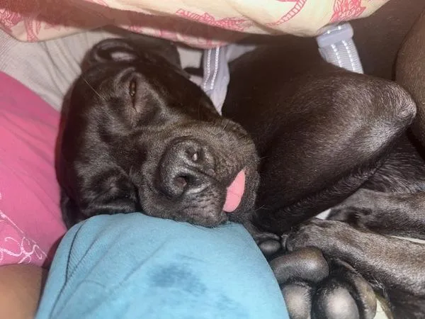 An adult medium-sized female Mixed Breed dog named Trina for adoption in Ridgewood, NY
