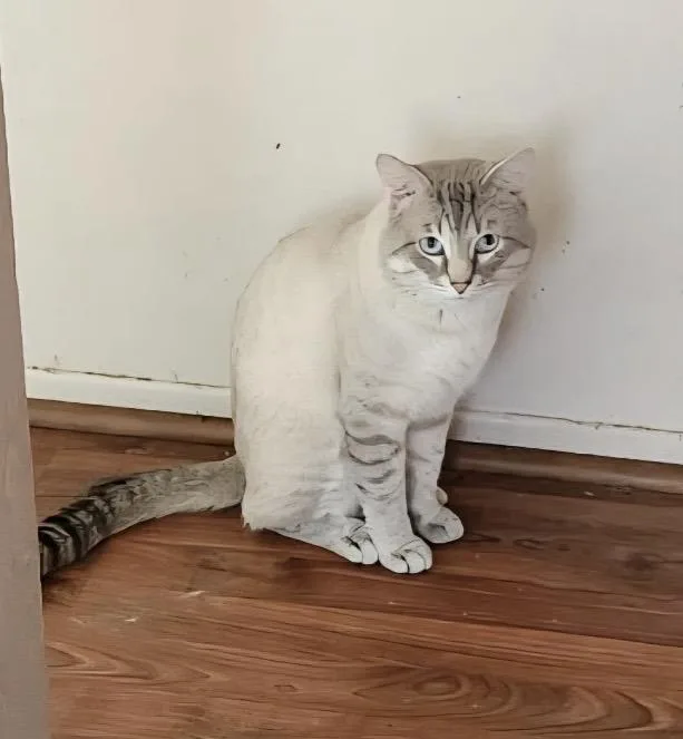 A young medium-sized male Tabby (Gray / Blue / Silver) Siamese cat named Lynx point Siamese owner for adoption in Torrance, CA