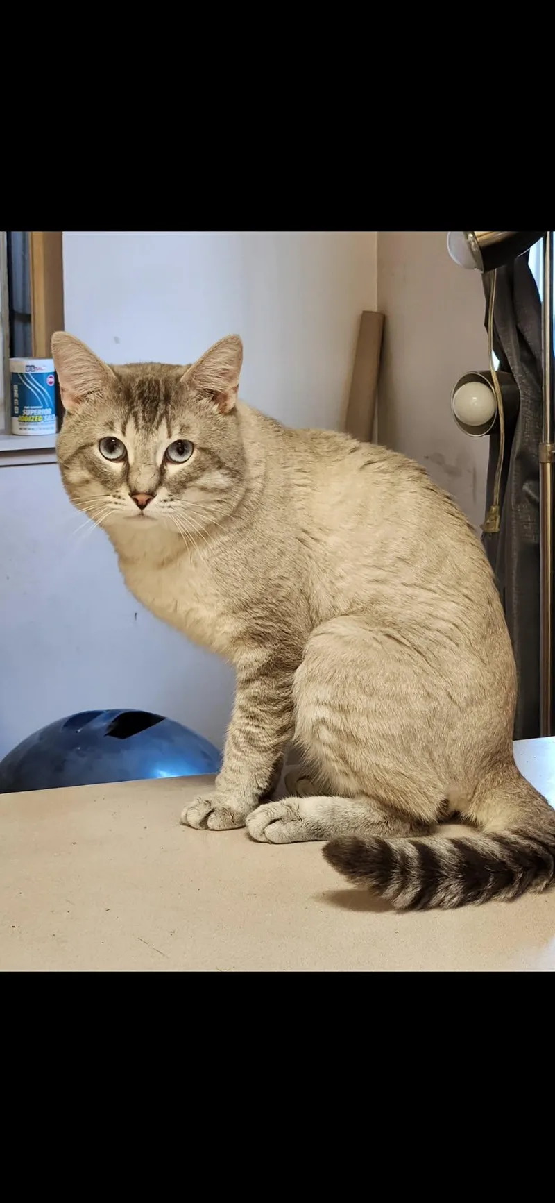 Lynx point Siamese owner thumbnail 2